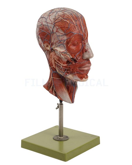 Head and Brain Model